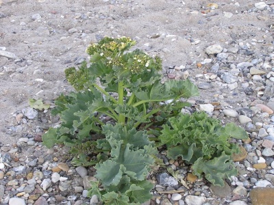 Zapomniany rarytas, który wspiera serce i odporność. Kapusta prosto z morskiego brzegu