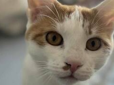 Nieśmiały rudy kocurek, który po trudnym początku szuka spokojnego domu