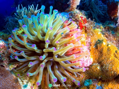 Rafy koralowe na skraju zagłady. Globalne ocieplenie zadaje ostateczny cios