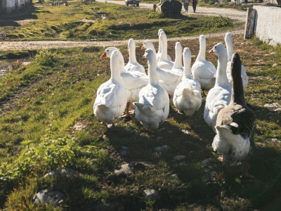 Ptasia grypa na Mazowszu. Kilka tysięcy gęsi poszło do utylizacji, ogłoszono strefę zagrożenia