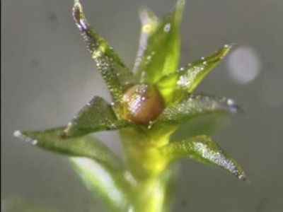 Wysłali go w kosmos. Jest niezniszczalny i przeżył