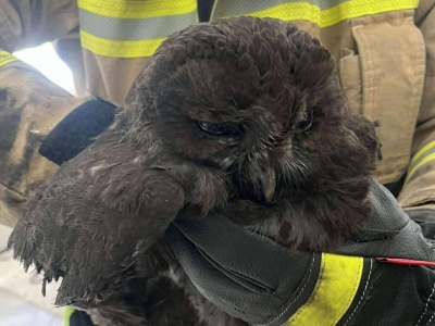 Przerażające odgłosy z wnętrza komina. Przyczyna – błąd w nawigacji