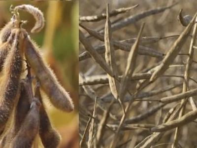 Sojowe korekty podwyższyły rzepakowe kursy