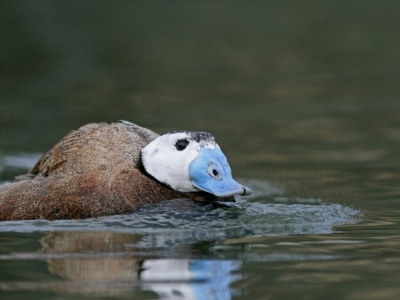 Sensacja ornitologiczna w Polsce. Dziwna kaczka pojawiła się na zalewie