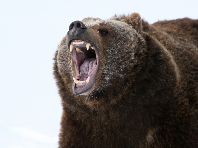 Niedźwiedź zaatakował grupę dzieci w Kanadzie. Są ranni