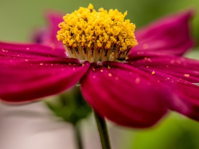 Naukowcy otworzyli drogę do uzyskania nowych gatunków roślin hodowlanych