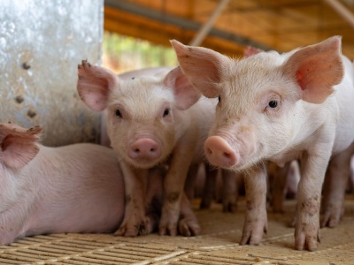 Mięso z chowu bez antybiotyków to zwykle świetny trik marketingowy. Nic więcej