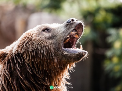 Kanada. Niedźwiedź zaatakował dzieci na spacerze