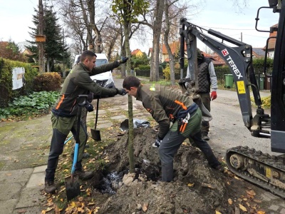 Szczecin wzbogacił się o kilkaset drzew