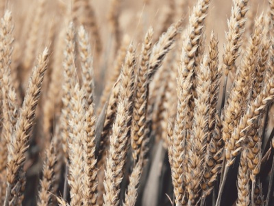 IGC: rekordowa prognoza światowej produkcji zbóż ogółem