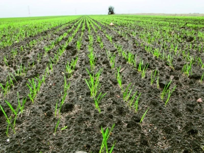 Czy można siać pszenicę w listopadzie?