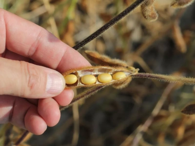 W jakiej temperaturze najlepiej suszyć nasiona soi?