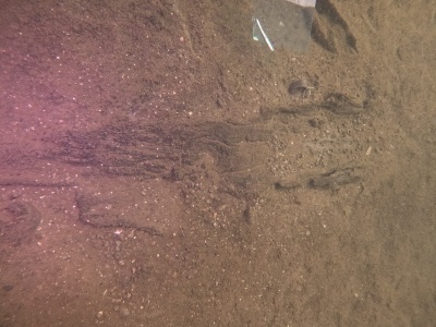 Pojazd sprzed 5200 lat wydobyty z jeziora. Jest starszy niż egipskie piramidy