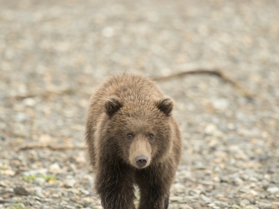 Niedźwiedź zaatakował wycieczkę szkolną, dwie osoby są w stanie krytycznym