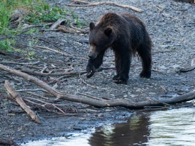 Kanada: Niedźwiedź grizzly zaatakował szkolną wycieczkę na szlaku