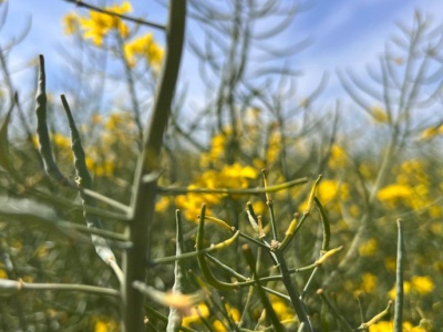 Spadły ceny większości oleistych na światowych giełdach