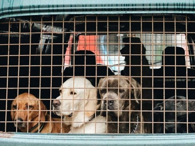 Ewakuacja zwierząt domowych. Sprawdź co spakować do plecaka psa lub kota