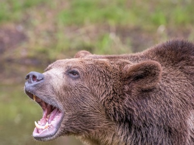 Dramatyczny atak niedźwiedzia na wycieczkę szkolną. Bronił jej nauczyciel