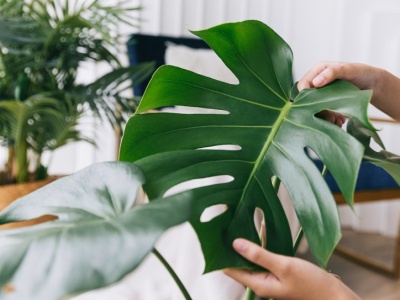 Monstera potrzebuje twojego wsparcia. Jesienią podlewaj ją tym