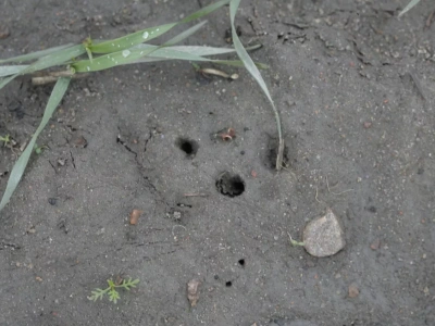 Pszenica, która placowo znika z pola. Co jest przyczyną?