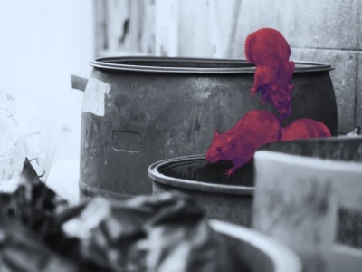 Szczury opanowały ulicę we Wrocławiu. 