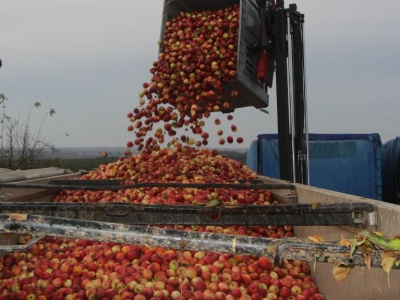 Ceny jabłek na przemysł bez zmian. Czy rynek wchodzi w fazę stabilizacji?
