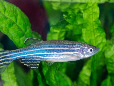 Nie mówi, ale słyszy jak my. Odkryto rybę z ludzkim aparatem słuchowym