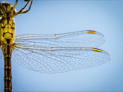 Ważki przeżyły dinozaury, a giną przez własną ozdobę. Naukowcy odkryli szokujący mechanizm wymierania