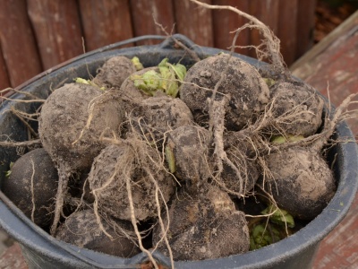 Czarna rzepa – smaczna i bardzo zdrowa