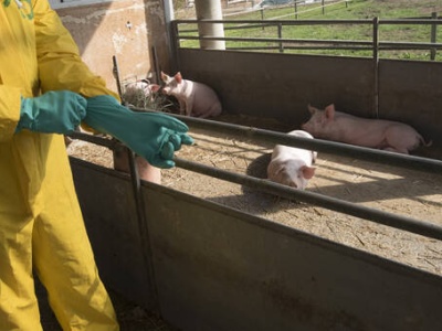 48-godzinny termin zgłaszania padnięć w strefach ASF jest zbyt krótki i obciąża rolników
