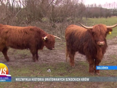 Z wizytą w Fundacji Kopytka z Nadzieją w podwarszawskim Sulejówku - niezwykła historia uratowanych szkockich krów