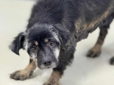 Zabrali skrajnie zaniedbanego psa. Pilnie potrzebne wsparcie na leczenie Rysia