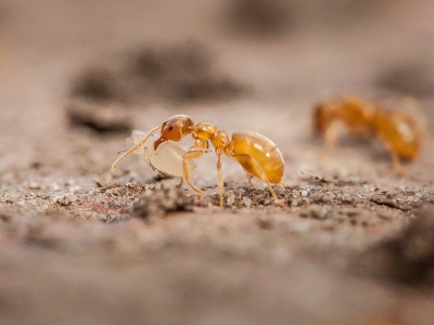 Spisek w mrowisku. Naukowcy odkryli, jak pasożyty zmuszają mrówki do zabicia własnej królowej