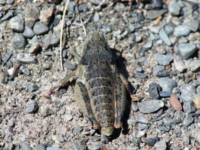 Różowy konik polny w Nowej Zelandii. Niezwykła mutacja zagrożonego gatunku