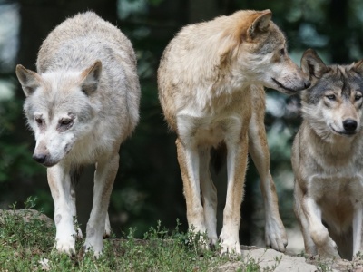 Naukowiec z Gdańska: „Wilki reagują na ludzki głos silniejszym strachem niż na szczekanie psów”