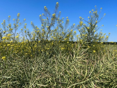 Jeszcze niedawno niegroźna, dziś poważnie zagraża uprawom rzepaku