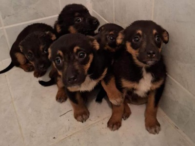 Piękny gest pracownika Poczty Polskiej. Uratował pięć szczeniąt