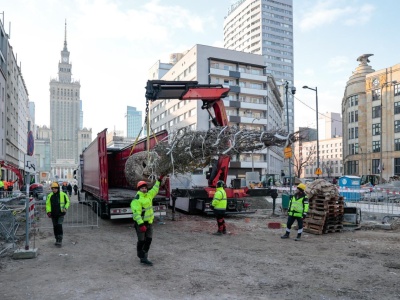Centrum Warszawy dalej się zazielenia. 14 nowych wiązów na Zgodzie