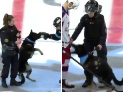 Policyjny pies zaatakował hokeistów w Mińsku. Film obiegł internet