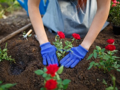 Babcia zawsze zakopywała to pod różami. Zima nie była im straszna