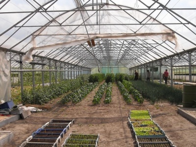 Na sprzedaż 70% udziałów w szklarniach pod Kijowem. Po kosztach, czyli za ile?