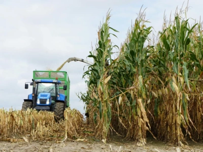 Są wstępne wyniki plonowania kukurydzy na kiszonkę. Które odmiany wygrały?
