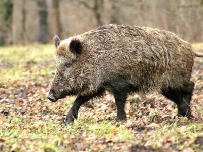 Powieś na płocie. Dziki będą omijać twoje podwórko z daleka