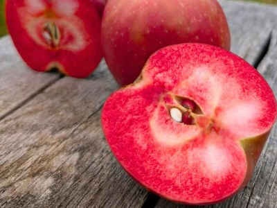 Ten owoc to święty Graal smakoszy. Spotkasz go tylko w kilku miejscach. Niemcy go uwielbiają