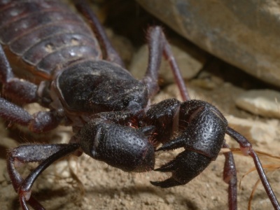 Włochate, z wieloma nogami i jadem. Wielu przerażają. Znasz je?
