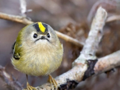 Ten polski ptak jest lekki jak piórko. Jego śpiew najlepiej słyszą dzieci