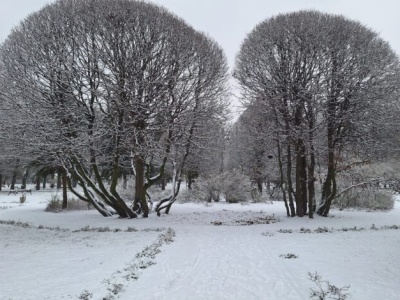Biało w Piotrkowie! Pierwszy śnieg w tym sezonie