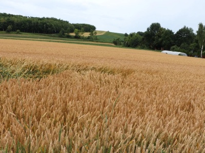 Nowoczesne maszyny z dotacją: inwestycje w rolnictwo 4.0