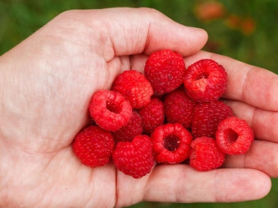 Ukraińscy plantatorzy sprowadzają pracowników z Azji. Brakuje chętnych na miejscu