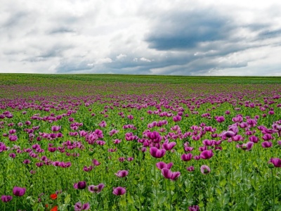Dlaczego Amerykanie po cichu siali mak w Afganistanie?